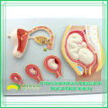 ANATOMY15 (12453) Modèle de processus de développement embryonnaire, développement de l&#39;ovule non fertilisé au 9e mois